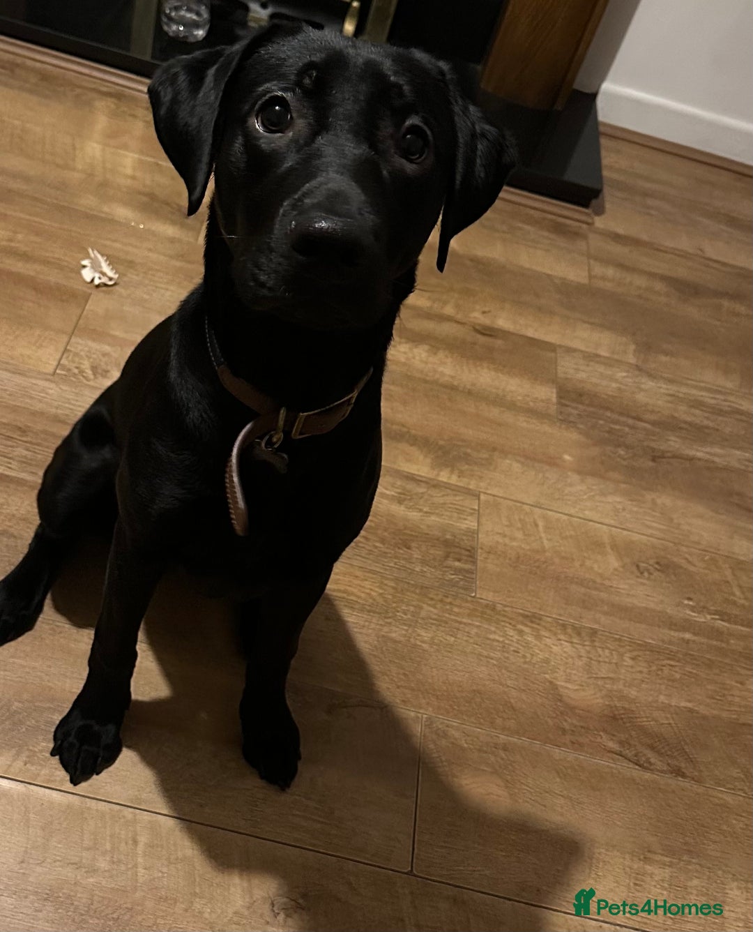 Labrador Retriever dogs for sale: Male Labrador  - Advert 3