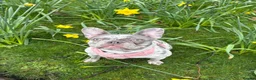French Bulldog dogs for sale: 6 Adorable French Bulldog puppies - Advert 12