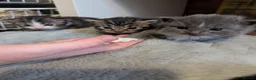 Mixed Breed cats for sale: Beautiful kittens  - Advert 7