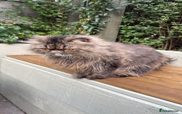 Persian cats for sale: Full Pedigree GCCF black Smoke Persian 18 months - Image 1