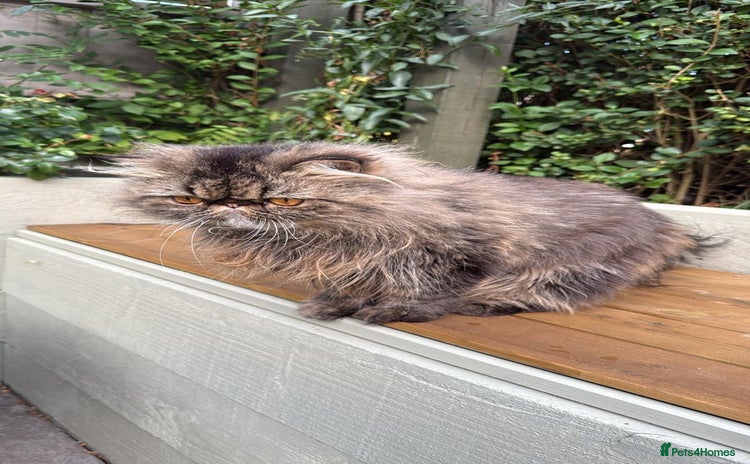 Persian cats - Advert 2