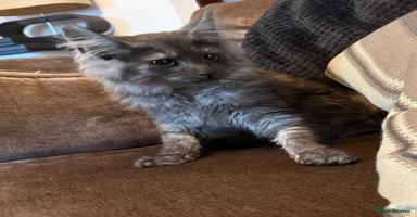 Maine Coon cats in Leeds - Advert 12