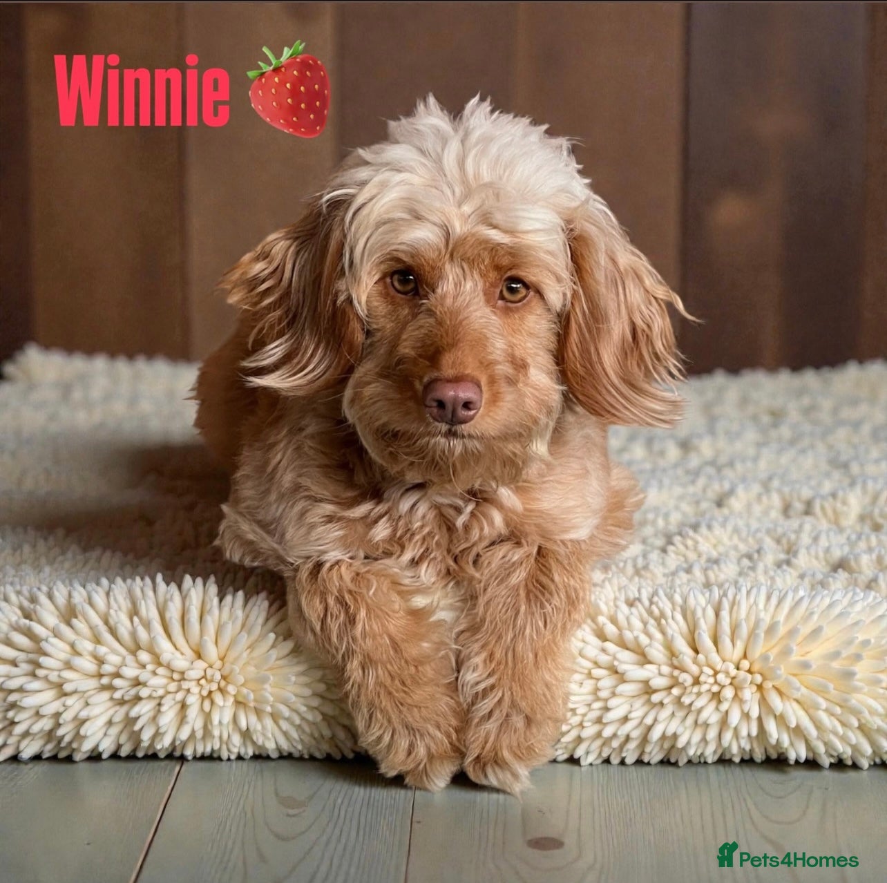 Cockapoo dogs F1B Cockapoo Puppies Due Around 12/06 🧸🤎 - Advert 12