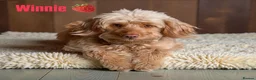 Cockapoo dogs for sale: F1B Cockapoo Puppies Due Around 12/06 🧸🤎 - Advert 1