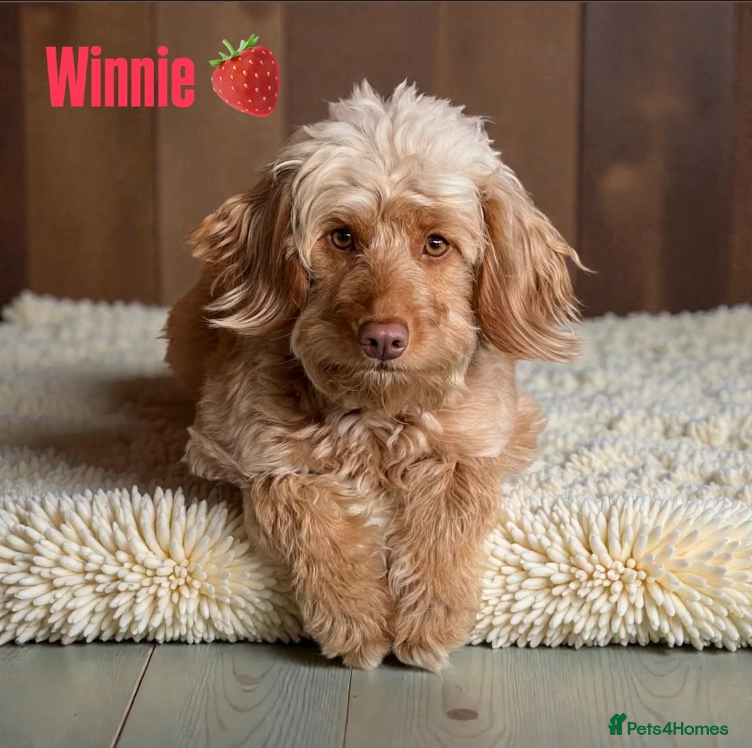 Cockapoo dogs for sale: F1B Cockapoo Puppies Due Around 12/06 🧸🤎 - Advert 1