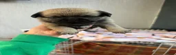 Pug dogs for sale: Stunning pug puppies for sale  - Advert 4