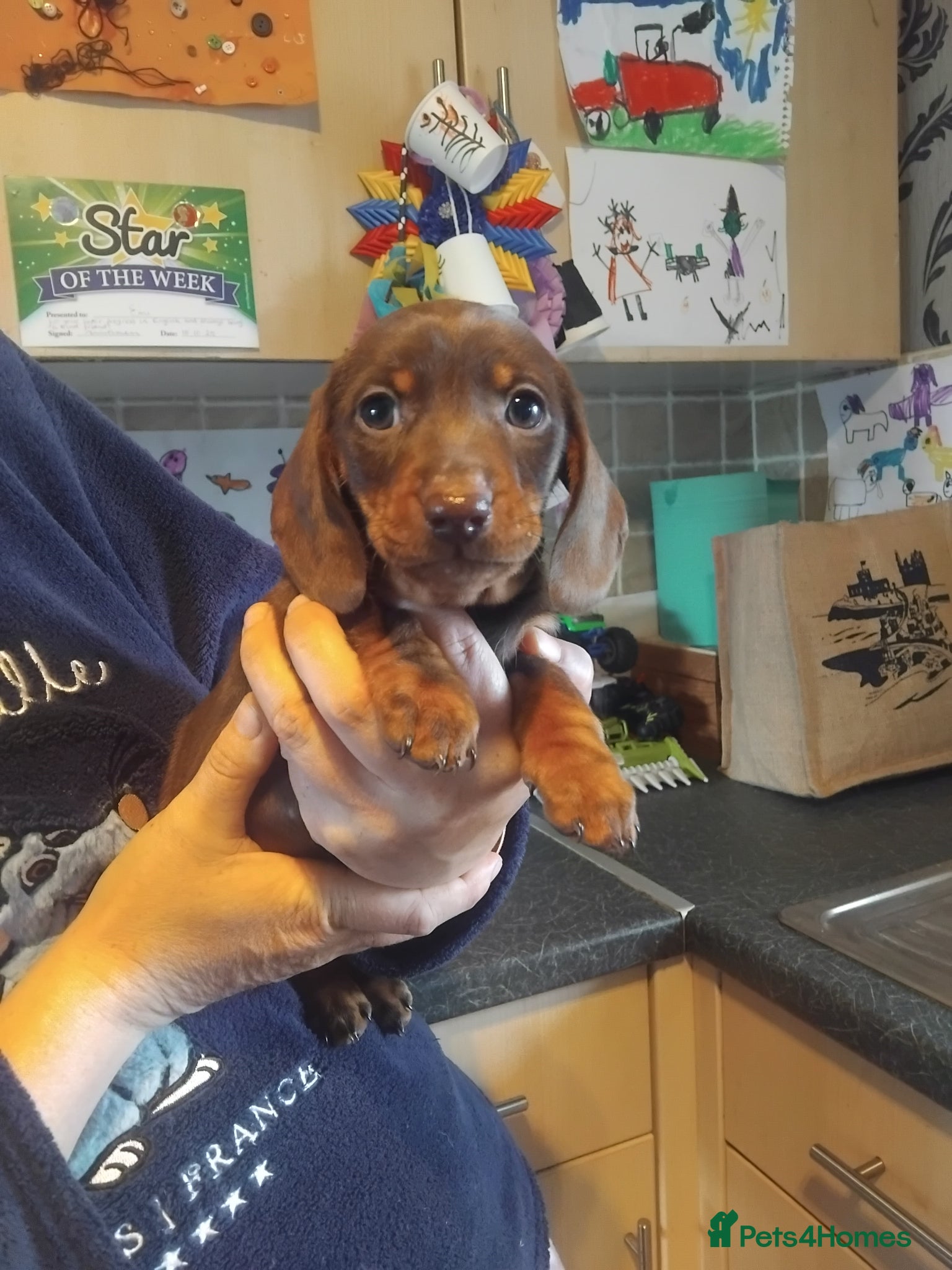 Miniature Dachshund dogs Miniature dachshund  - Advert 1