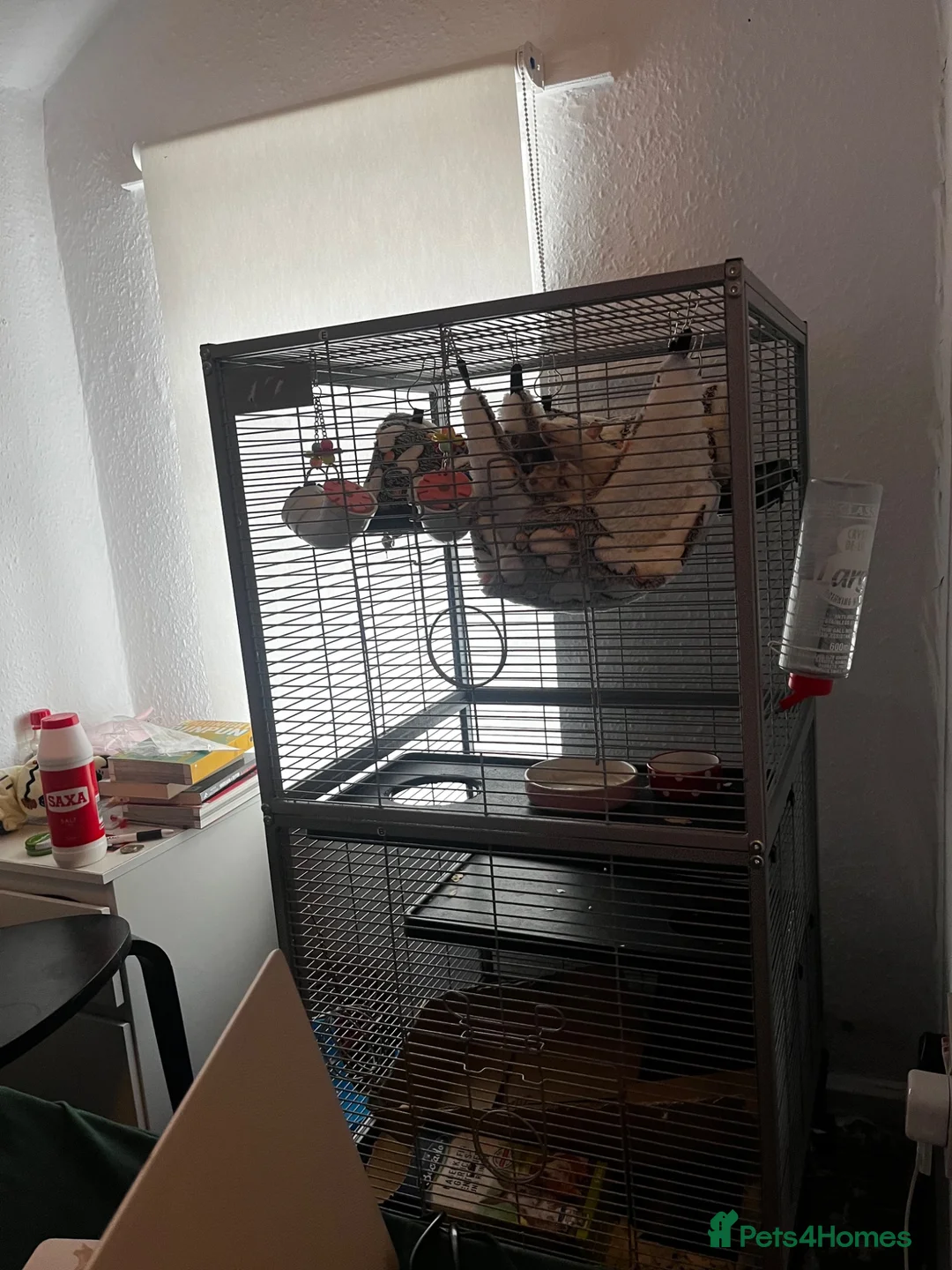Rat rodents for sale: 4 female rats with cage and accessories  - Advert 8