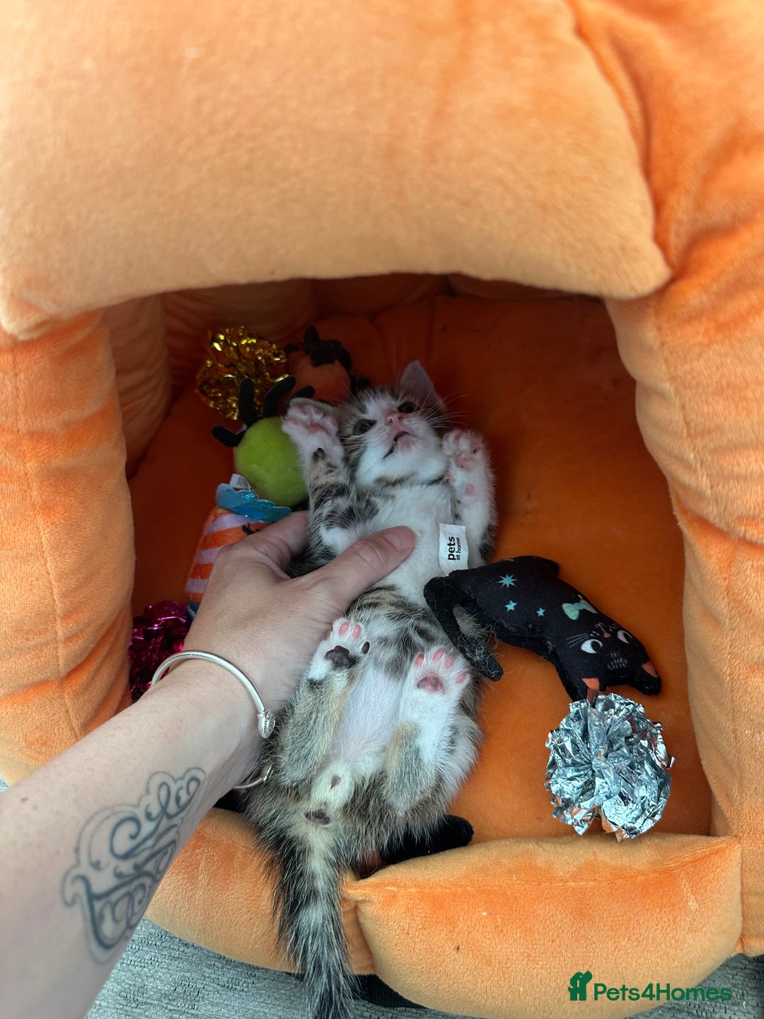 Mixed Breed cats for sale: Beautiful Tabby Kittens For Sale  - Image 21