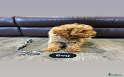 Cavapoo dogs for sale: Adorable Cavapoos ready for their new families 🐾 - Image 33