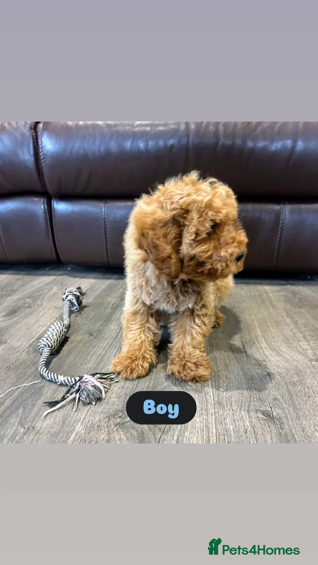 Cavapoo dogs for sale: Adorable Cavapoos ready for their new families 🐾 - Image 33
