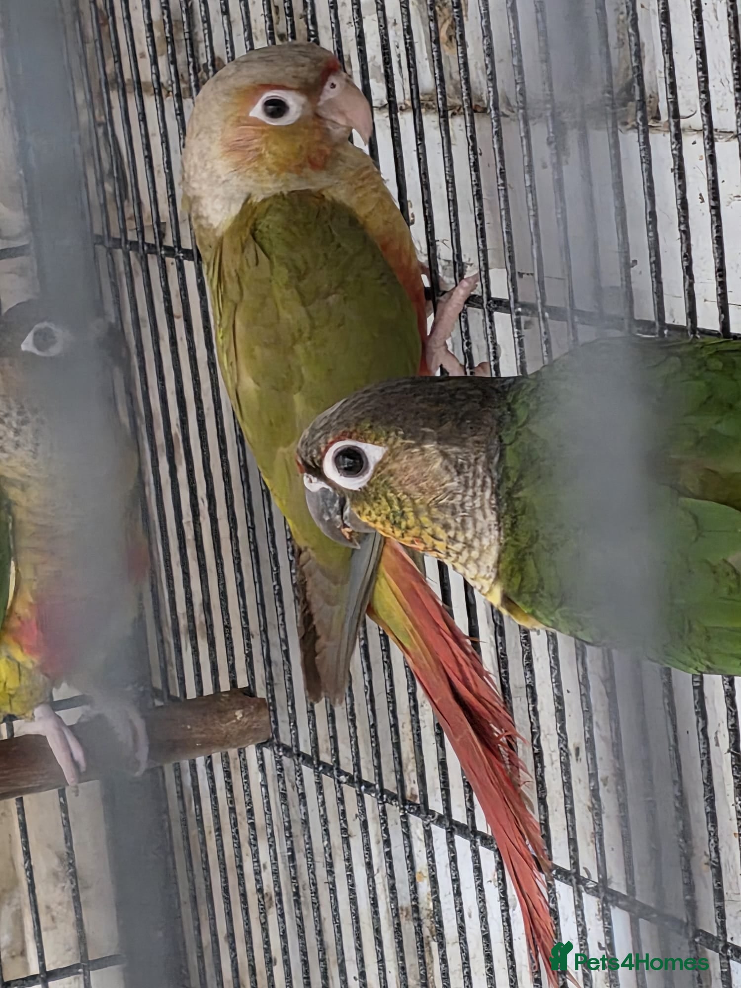 Budgerigars birds conures   - Advert 14