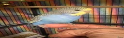 Budgerigars birds for sale: Baby Budgies’s for sale  - Advert 5