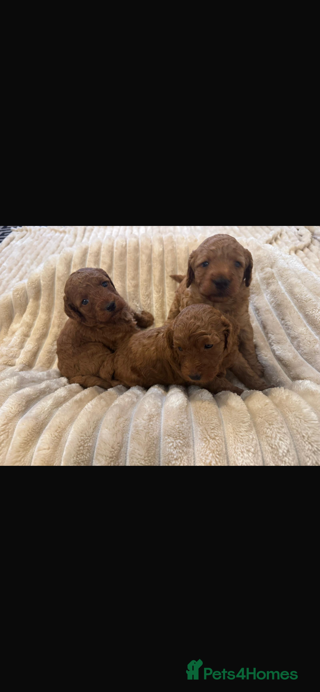 Cockapoo dogs for sale: Beautiful cockapoos  - Image 5