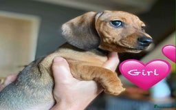 Miniature Dachshund dogs for sale: Miniature Dachshund Puppies - Image 13