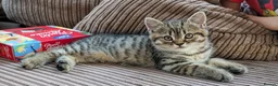 Mixed Breed cats for sale: Stunning BSH x Chinchilla Persian kittens Boy&Girl - Advert 8