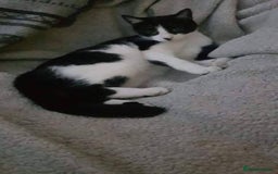 Mixed Breed cats for sale: Kittens for there forever home available  - Image 1