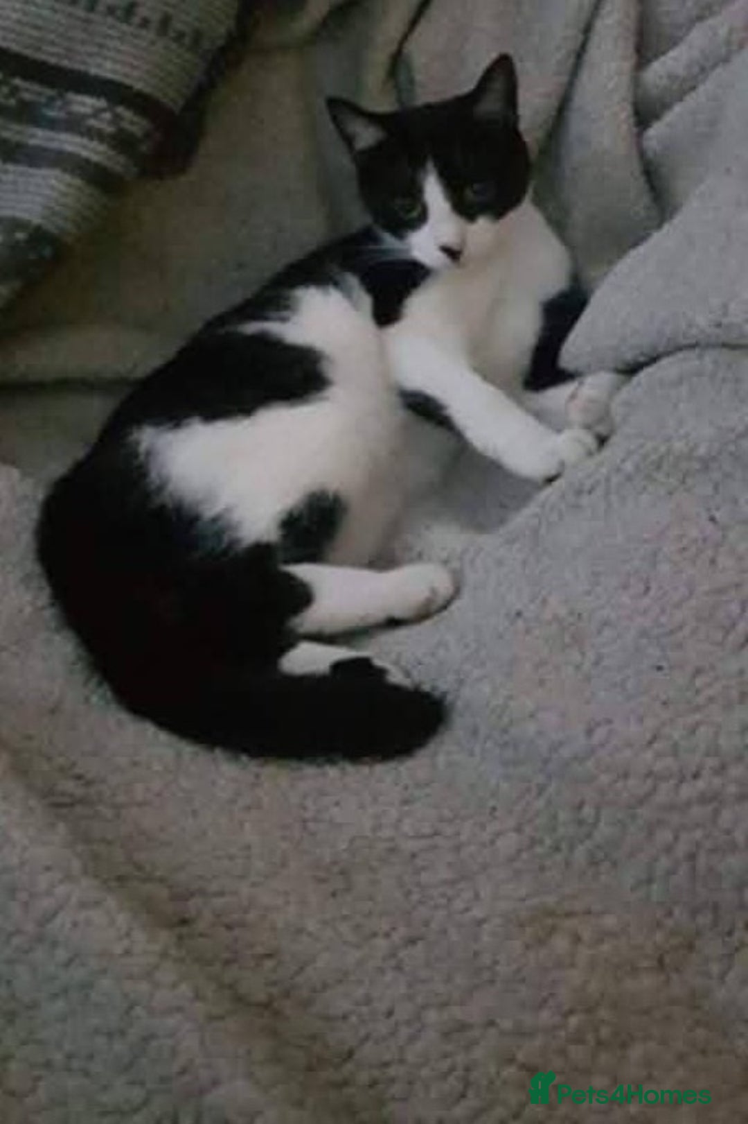 Mixed Breed cats for sale: Kittens for there forever home available  - Image 1