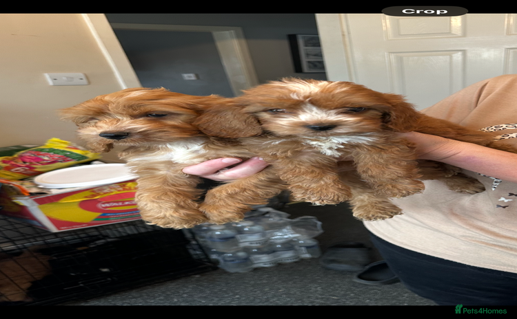 Cockapoo dogs - Advert 14