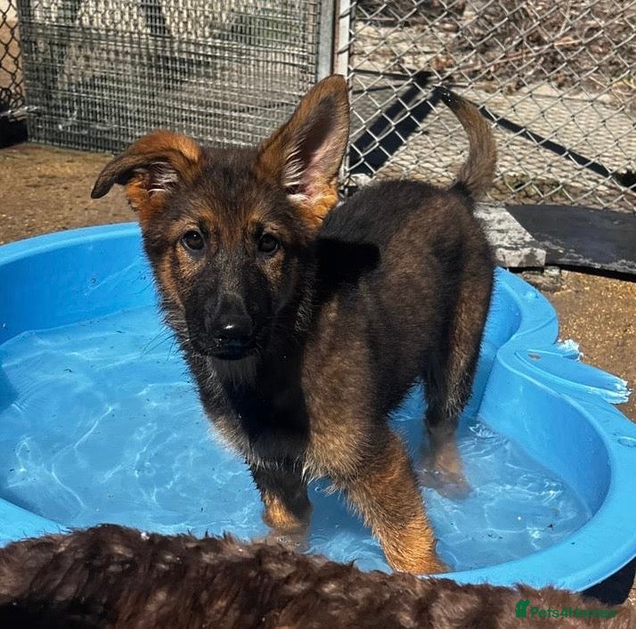 German Shepherd dogs ✨Last Remaining female KC Registered pup ✨ - Advert 6