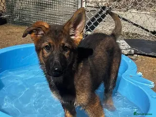 German Shepherd dogs ✨Last Remaining female KC Registered pup ✨ - Advert 4