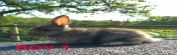 Lionhead rabbits for sale: Beautiful lionheads  - Advert 4