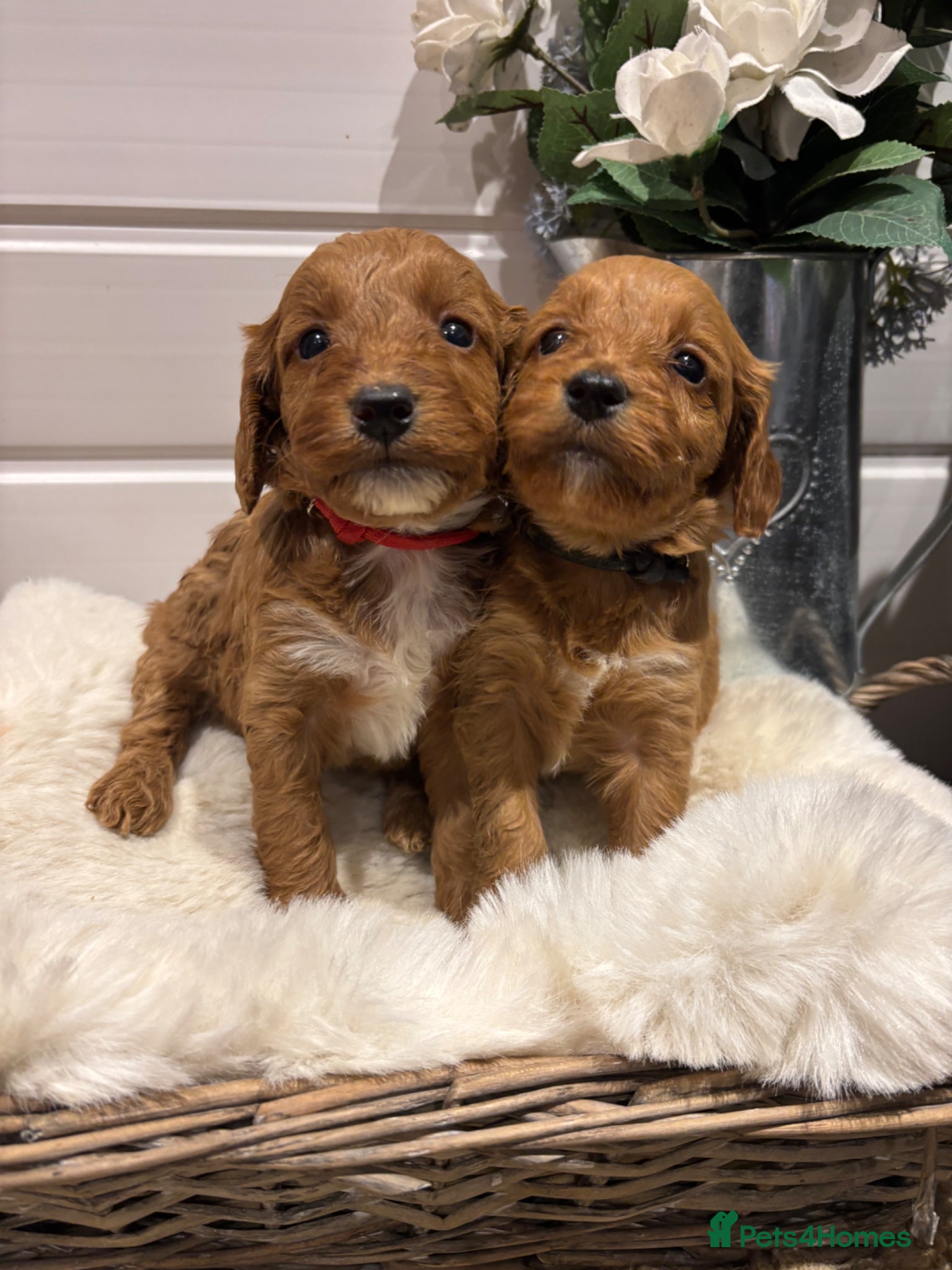Cockapoo dogs *Hereditary clear Cockapoo Puppies 💜🐶* - Advert 17