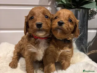 Cockapoo dogs *Hereditary clear Cockapoo Puppies 💜🐶* - Advert 17
