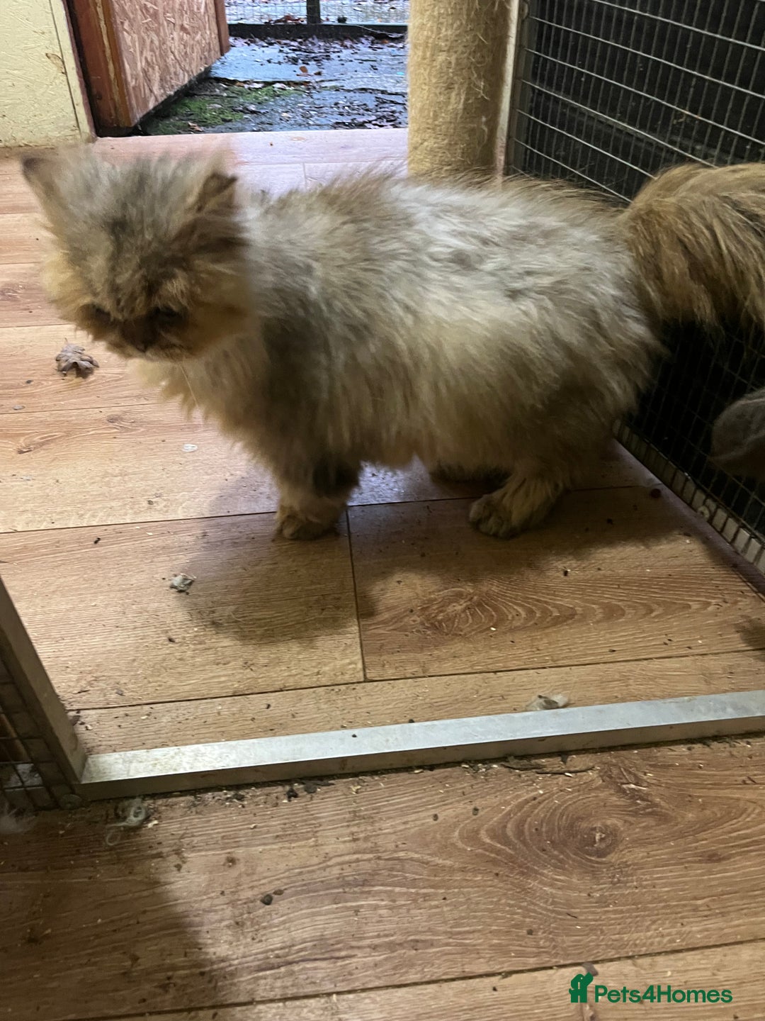 British Longhair cats for sale: Adult neutered British Longhair male  - Advert 2