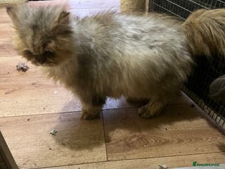 British Longhair cats Adult neutered British Longhair male - Advert 1