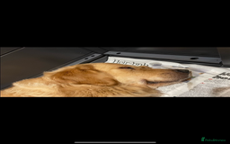 Golden Retriever dogs for sale: Gorgeous Show Type Golden Retrievers - Image 4