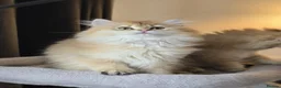 British Longhair cats for sale: Stunning British Longhair Kittens–TICA Registered - Advert 9