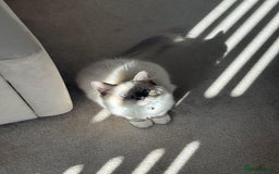 Ragdoll cats for sale: Beautiful Ragdoll kitten looking for loving home  - Image 1