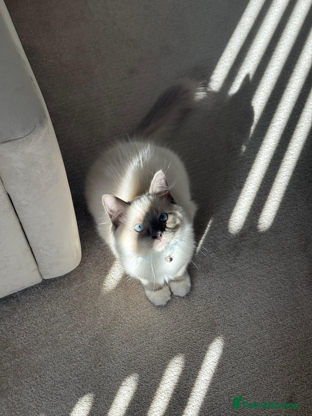 Ragdoll cats for sale: Beautiful Ragdoll kitten looking for loving home  - Image 1