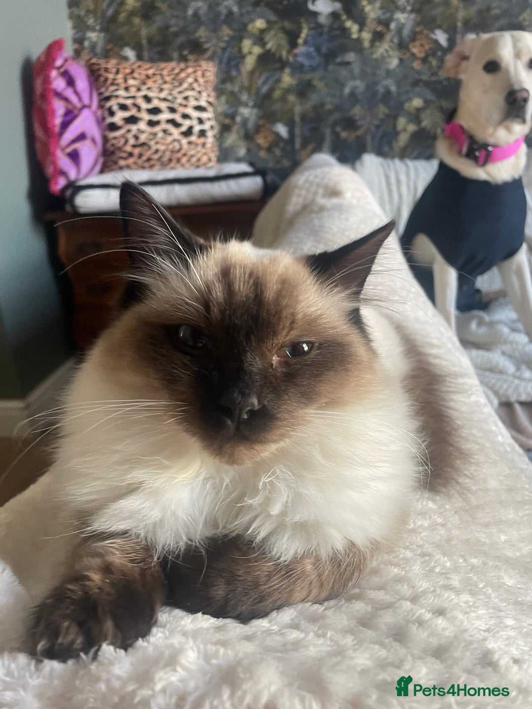 Ragdoll cats for sale: Ragdoll Cat/Kitten 8 months £200 - Advert 8