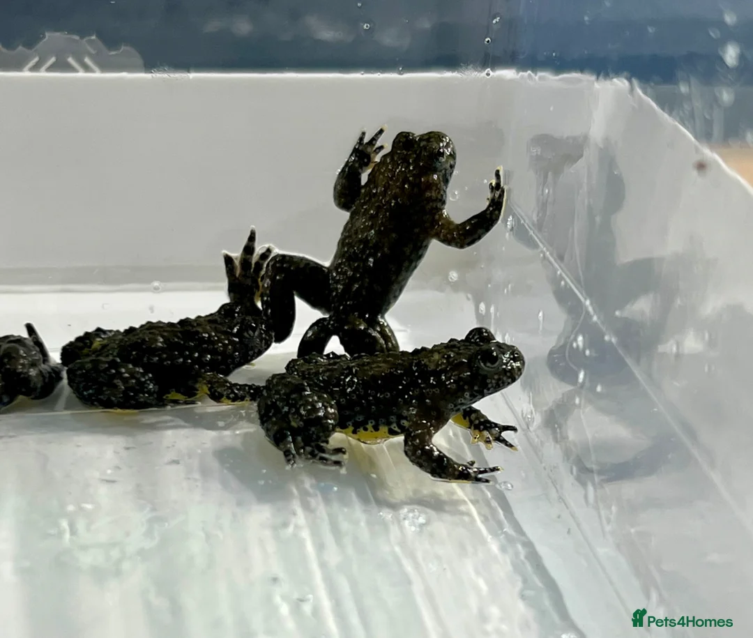 Toad reptiles for sale: “Bombina variegata” Toads - Advert 2