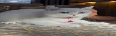 British Shorthair 1