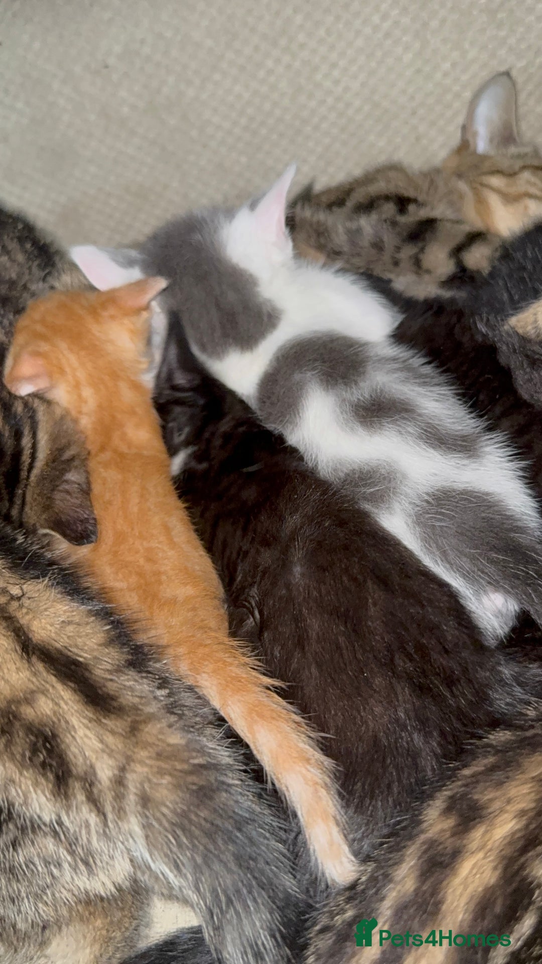 Mixed Breed cats for sale: Beautiful kittens  - Image 12