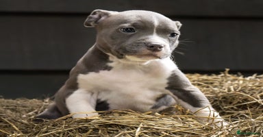 Staffordshire Bull Terrier dogs - Advert 12