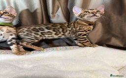 Bengal cats for sale: Adorable Bengal kittens - Image 11