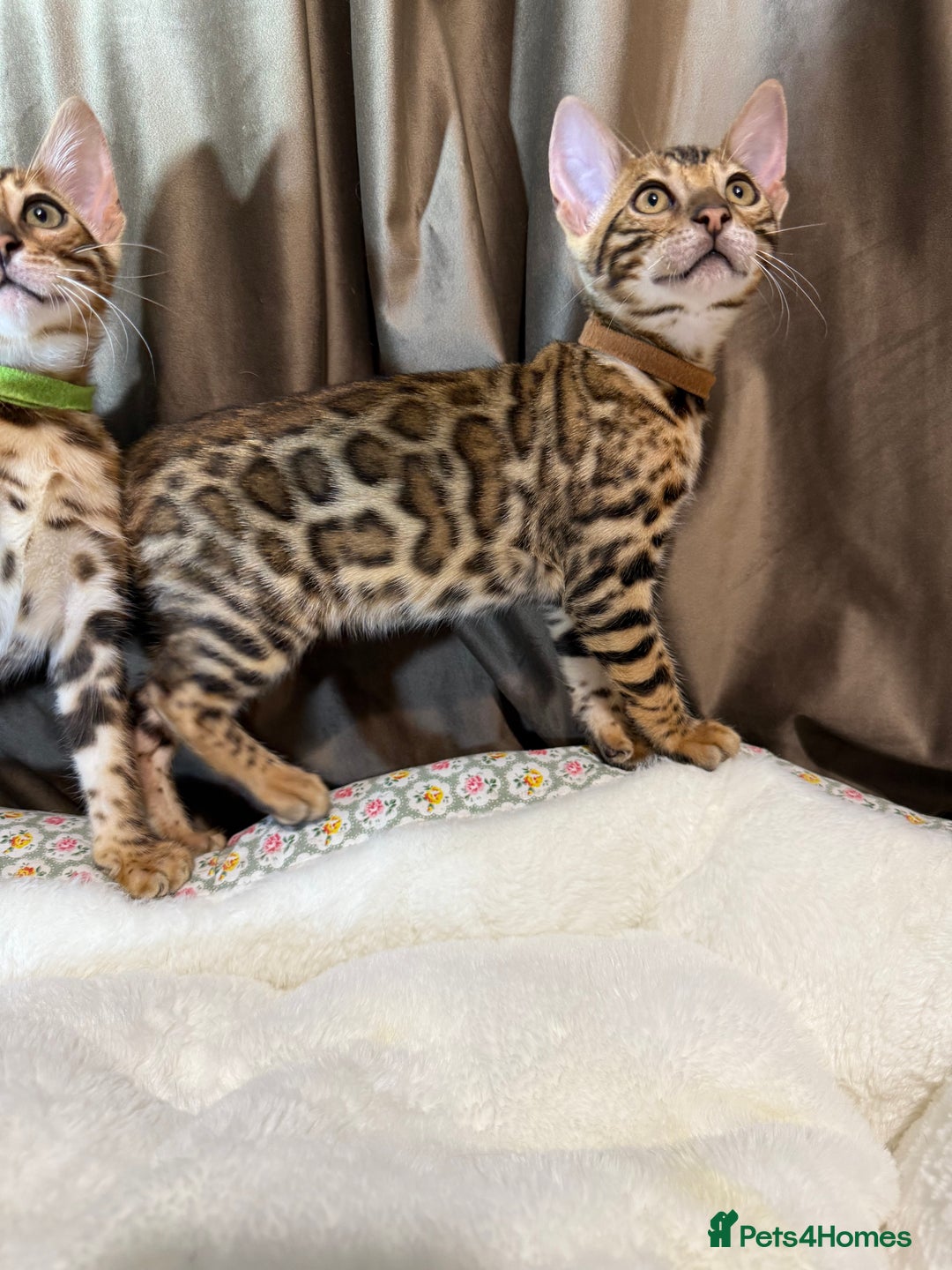 Bengal cats for sale: Adorable Bengal kittens - Image 11