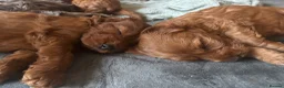 Cockapoo dogs for sale: F1 Cockapoos  - Advert 18