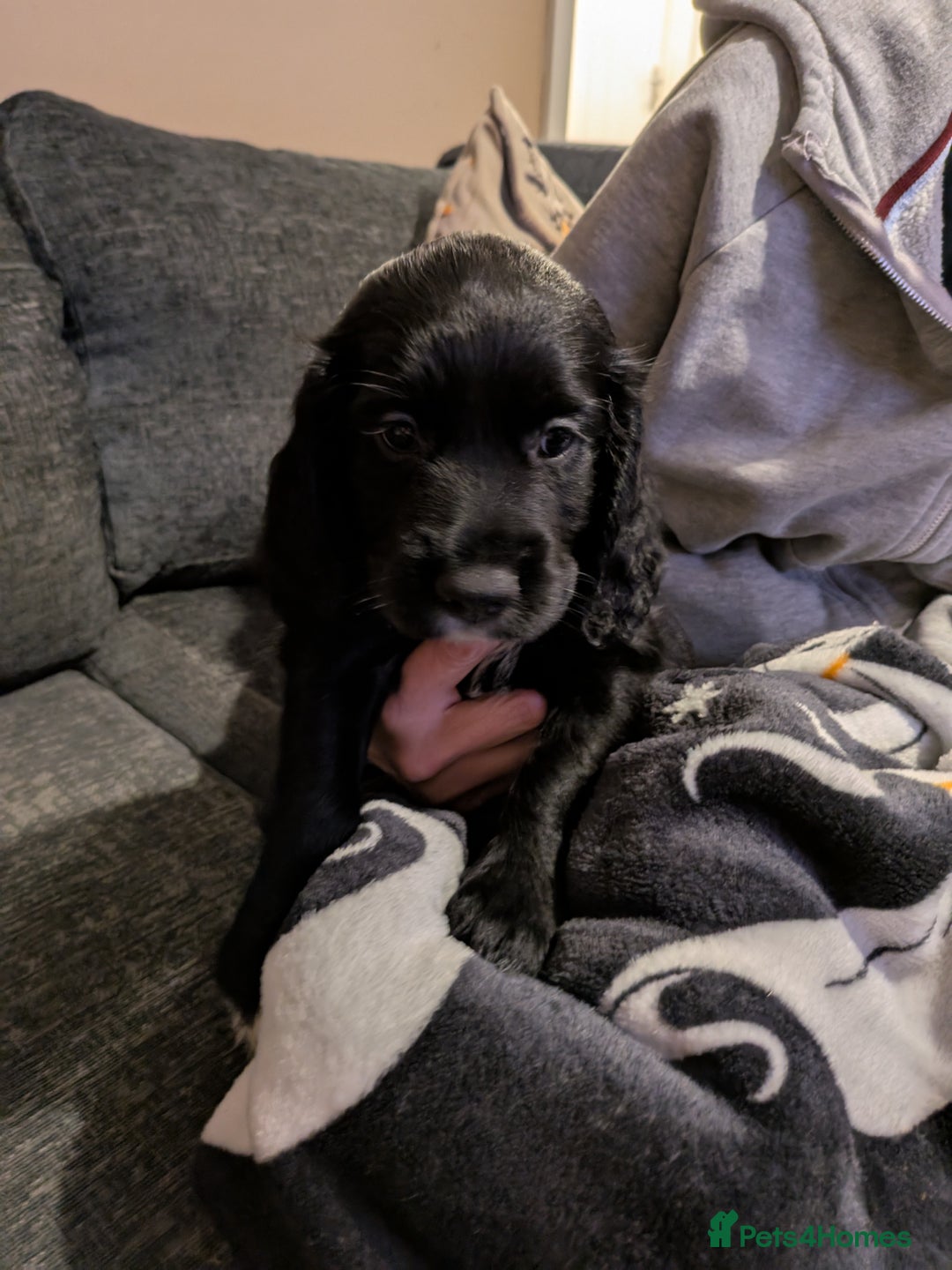 Cocker Spaniel dogs for sale: Beautiful cocker spaniel pups - Image 12
