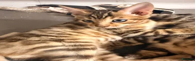 Bengal 1