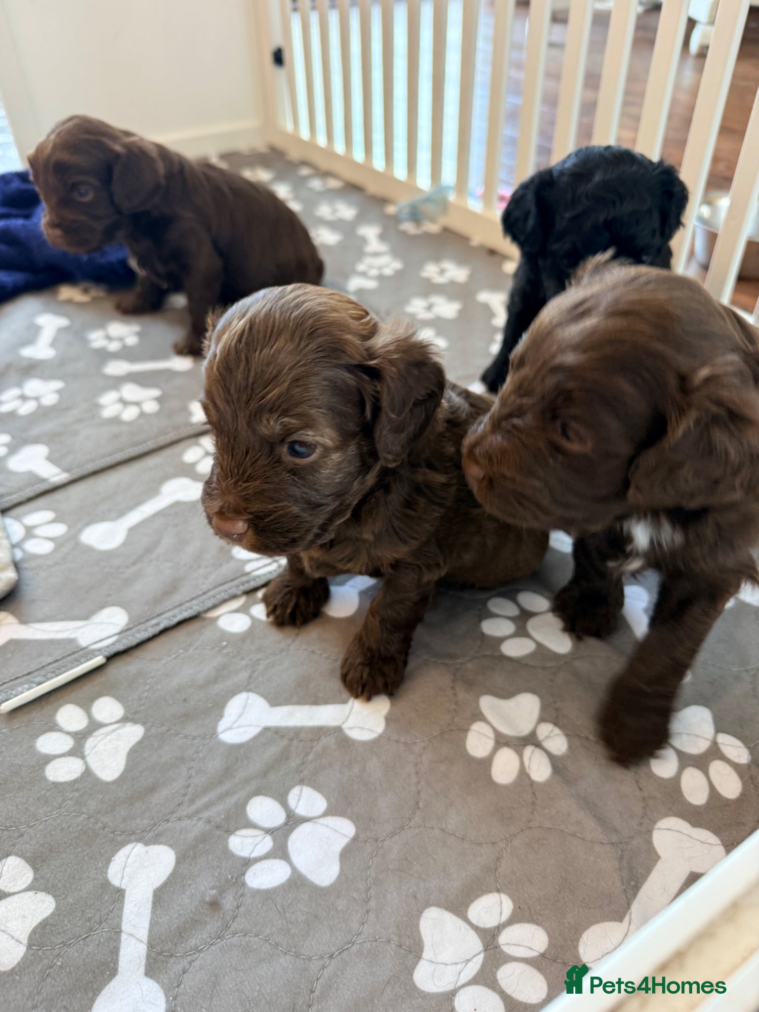 Mixed Breed dogs Chocolate Brown Cavapoo/Cockapoo pups - Advert 1