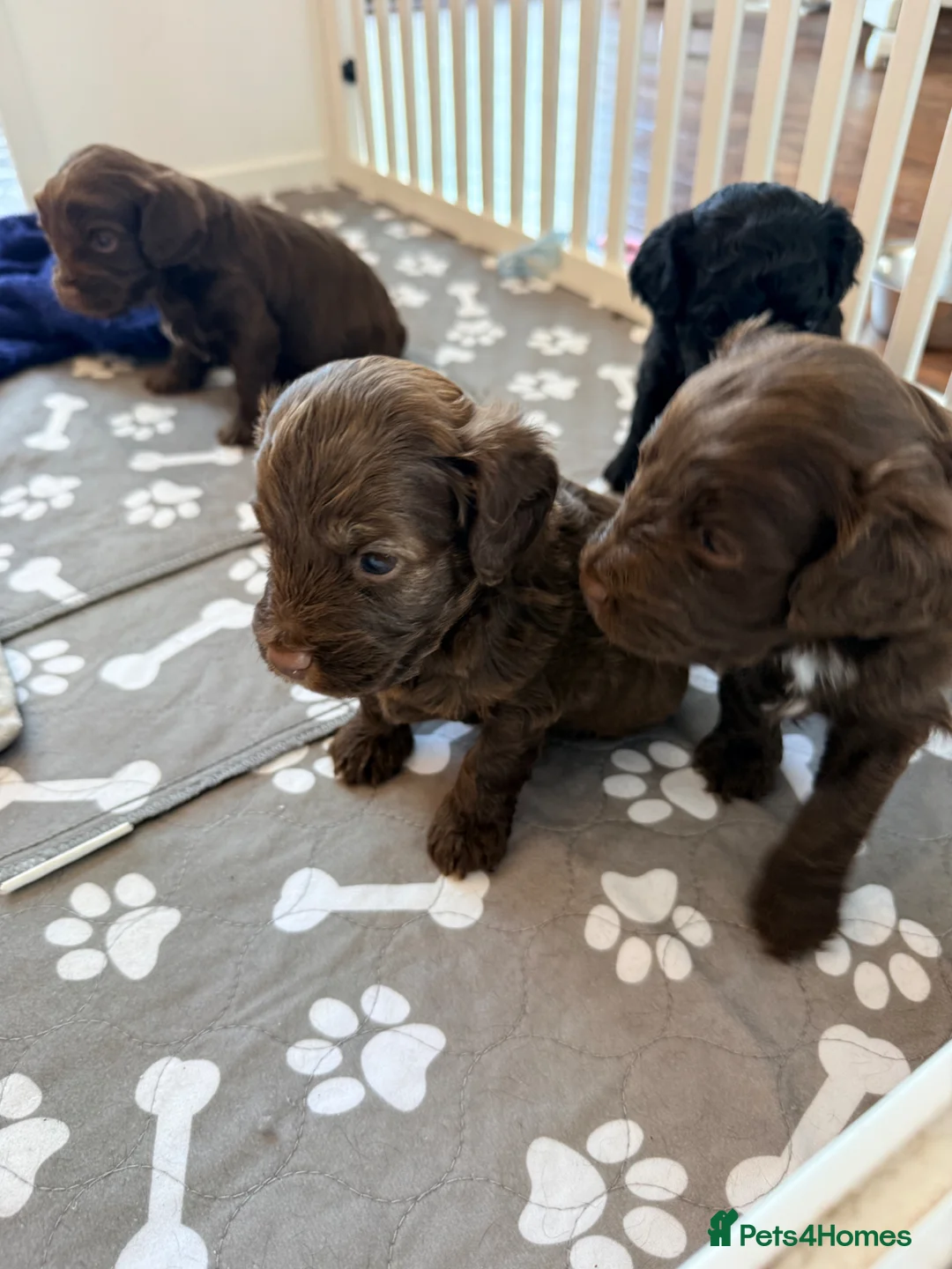 Mixed Breed dogs for sale: Chocolate Brown Cavapoo/Cockapoo pups - Advert 1