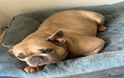 French Bulldog dogs for sale: French bulldog girl for rehome - Advert 10