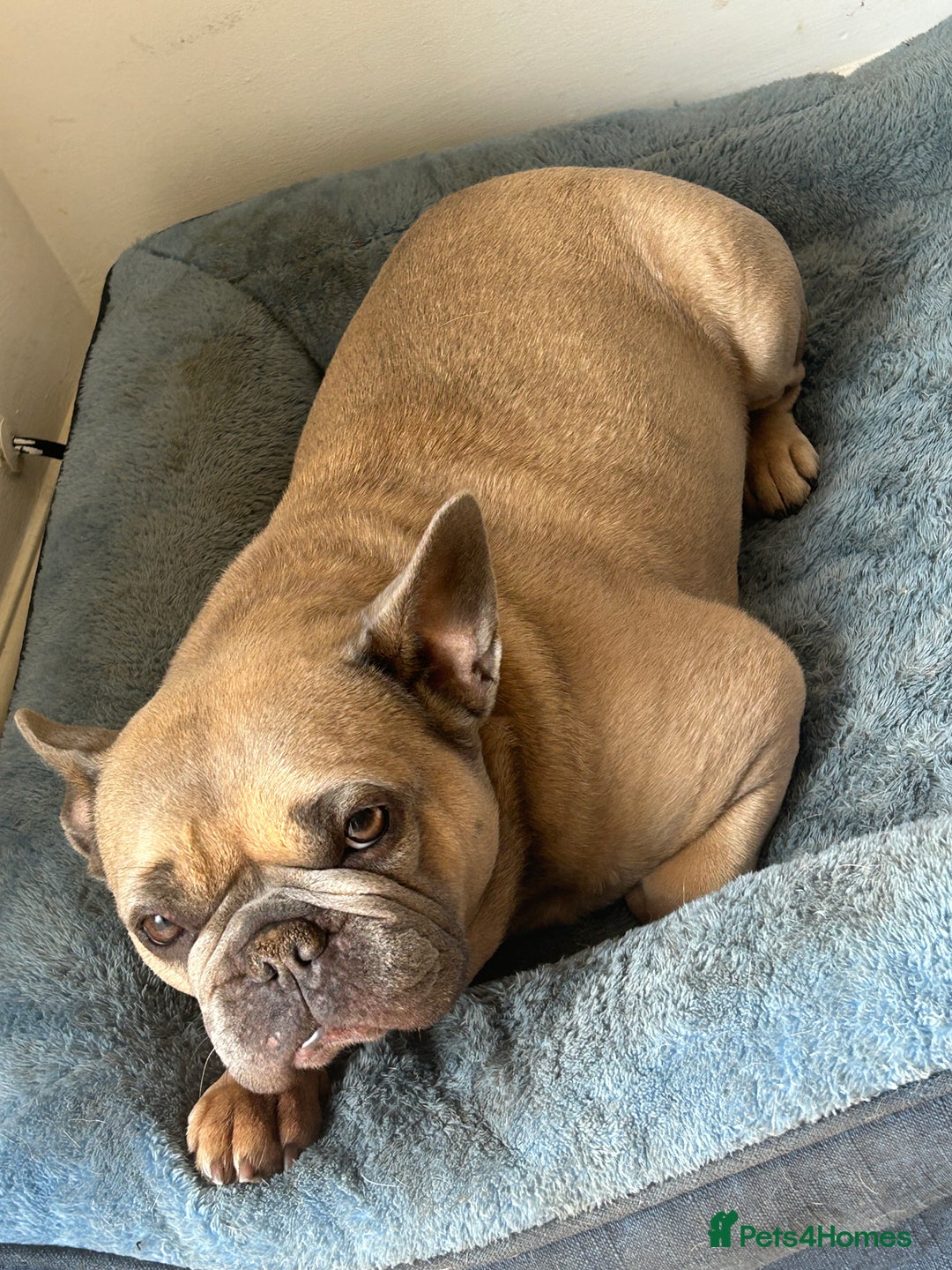 French Bulldog dogs for sale: French bulldog girl for rehome - Advert 10