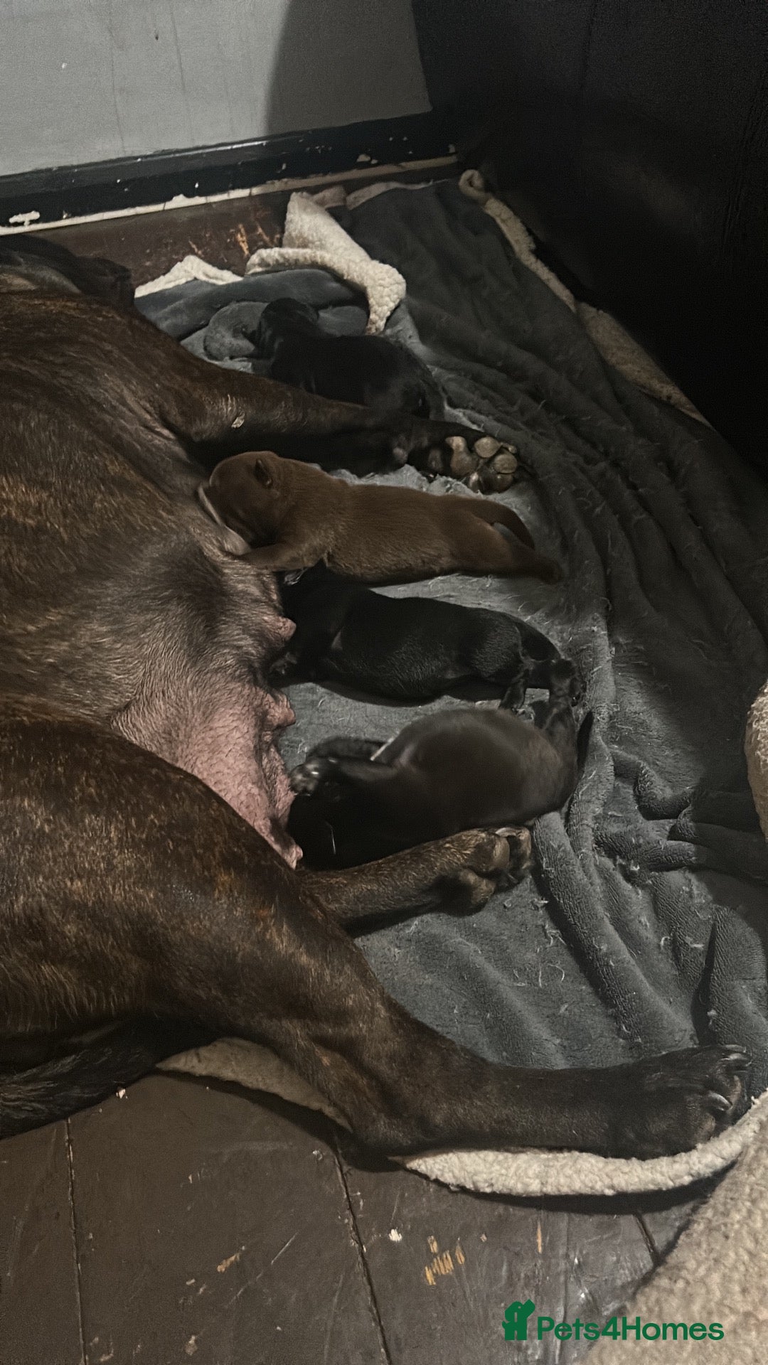 Mixed Breed dogs Staffrador puppies - Advert 1