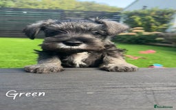 Miniature Schnauzer dogs for sale: Ready for our forever home’s miniature schnauzers  - Image 20